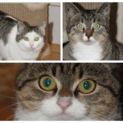 Die drei Katzen Molly (o.l.), Benzo (o.r.) und Mini (u.) suchen ein neues Frauchen oder Herrchen. Fotos: Tierheim Bayreuth