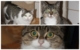 Die drei Katzen Molly (o.l.), Benzo (o.r.) und Mini (u.) suchen ein neues Frauchen oder Herrchen. Fotos: Tierheim Bayreuth