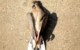 Nach der Zerstörungsnacht in Oberfranken lag eine tote Taube in einem Taubenschlag. Symbolbild: Pixabay