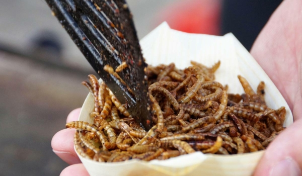 Insekten essen - die Vorstellung löst bei vielen Ekel aus. Symbolbild: Pixabay