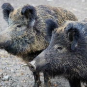 Wildschweine sorgten für Chaos in Oberfranken. Symbolbild: Pixabay
