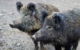 Wildschweine sorgten für Chaos auf der A9 bei Bayreuth. Symbolbild: Pixabay