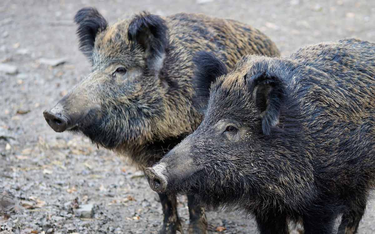 Wildschweine haben in Oberfranken einen Unfall verursacht. Symbolbild: Pixabay