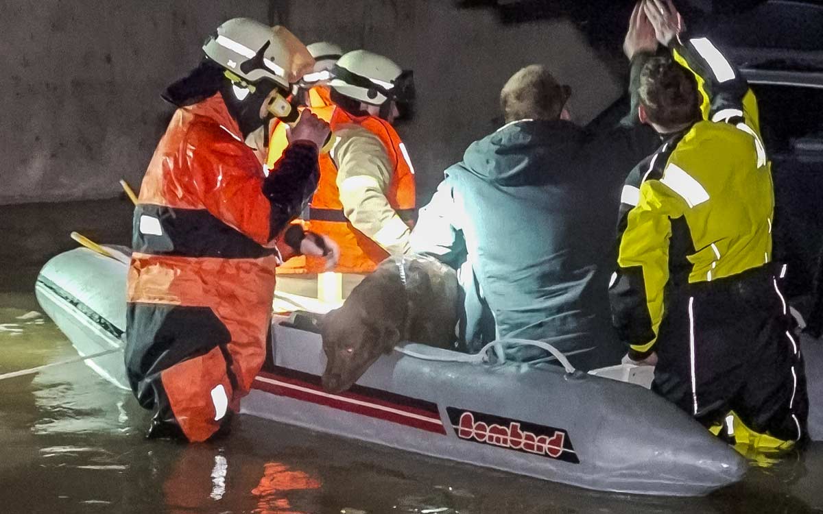 Die Einsatzkräfte haben Herrchen und Hunde bei dem Einsatz in Oberfranken vor dem Hochwasser gerettet. Foto: NEWS5 / Merzbach