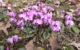 Die Vorfrühlings-Alpenveilchen blühen bereits im Ökologisch-Botanischen Garten. Foto: Universität Bayreuth