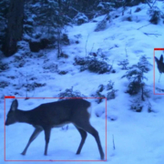 Monitoring von Rehen mit automatischen High-Tech-Kameras im Veldensteiner Forst. Bildquelle: LWF.