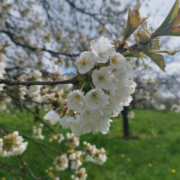 Die Kirschbäume der Fränkischen Schweiz zeigen ihre Blüten. Foto: Sonja Liebel