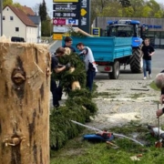 Die Eckersdorfer haben ihren Maibaum am 1. Mai gefällt, nachdem er angesägt worden war. Foto: Facebook / Landjugend Eckersdorf