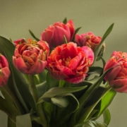Ein Unbekannter soll in Hof etwa 100 Blumen aus Beeten gerissen haben. Symbolbild: Pixabay