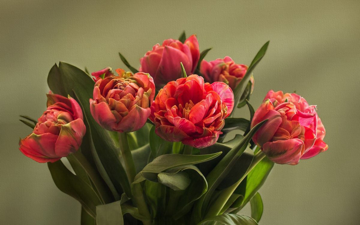 Ein Unbekannter soll in Hof etwa 100 Blumen aus Beeten gerissen haben. Symbolbild: Pixabay
