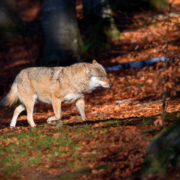 Nach Einschätzung des LBV ist die Wolfsverordnung in mehreren Punkten unhaltbar. Foto: Marcus Bosch, LBV Bildarchiv