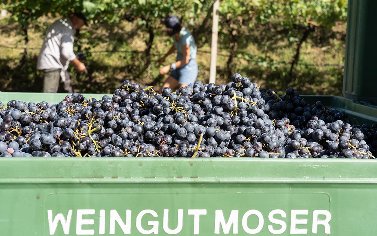 Das Weingut Moser ist nicht nur in Südtirol sehr bekannt und wird jetzt über das Mendelbier noch einmal an Bekanntheit zulegen. ©SEELEITEN-Lake-Spa-Hotel