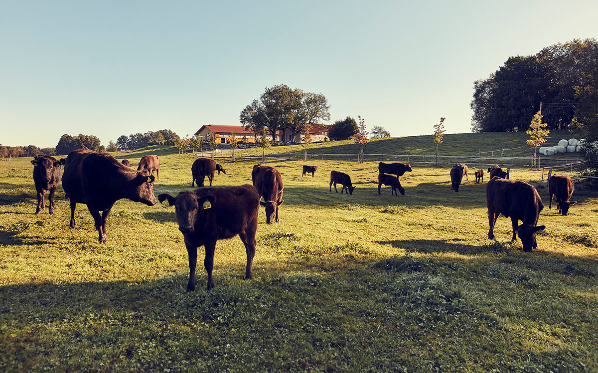 Der Hof Westerberger Fullblood im Hintergrund. Dieser ist umgeben von grünen Wiesen und weidenden Wagyu-Rindern. © Westerberger Fullblood GmbH - Foto-Credit : Gandalf Hammerbacher