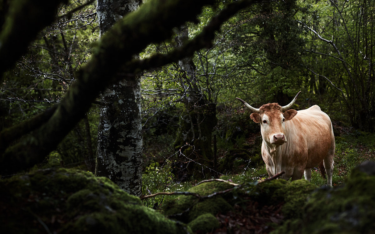 Rund um den Globus fotografierte Rinder aus dem Buch eine Hommage an die Kuh. ©Ramona Waldner