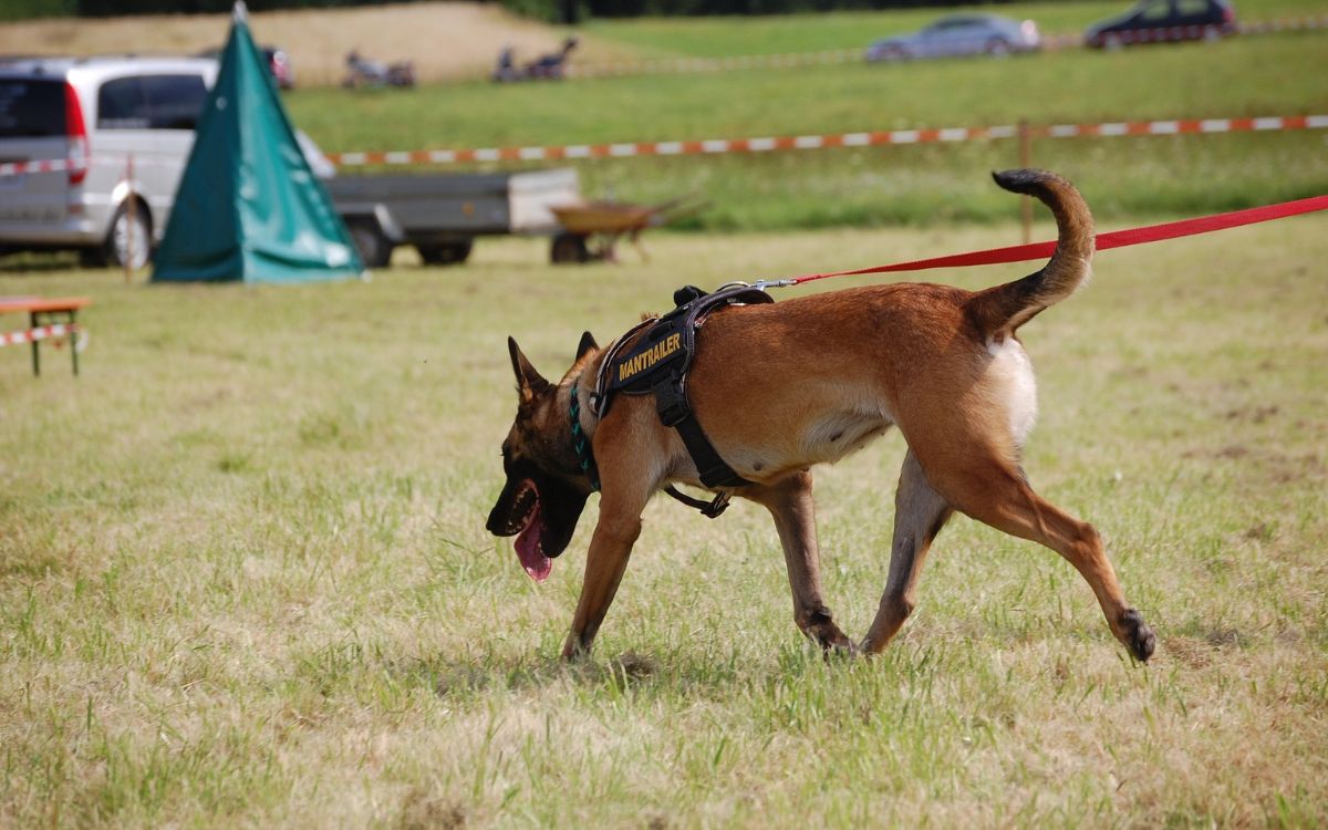 Bayreuther Rettungshunde übten vor Kurzem den Ernstfall. Symbolbild: Pixabay