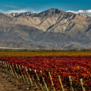 Im Hintergrund die Anden und davor die argentinischen Weinberge, die perfekte Böden für den argentinischen Wein bieten ©Dieter Meiers Ojo de Agua