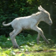 Der junge Esel ist inzwischen schon eine ganze Woche alt. Foto: Stadtgartenamt Bayreuth