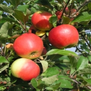 Elstar, eine der Hauptsorten im fränkischen Anbau ist bereits geerntet / Apfelernte in Franken hat begonnen Copyright: Thomas Riehl
