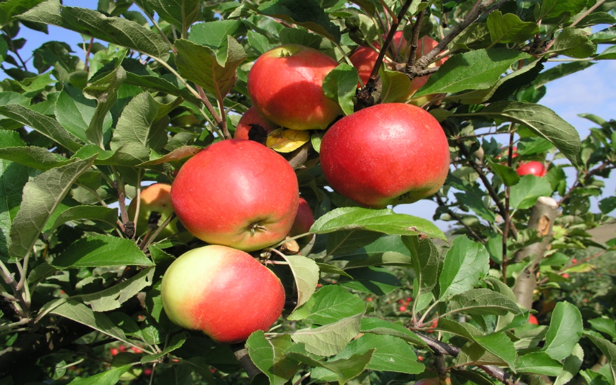 Elstar, eine der Hauptsorten im fränkischen Anbau ist bereits geerntet / Apfelernte in Franken hat begonnen Copyright: Thomas Riehl