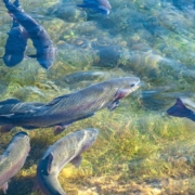 Die Forelle ist eine der wichtigsten Fischarten in Oberfranken. Symbolbild: Pixabay