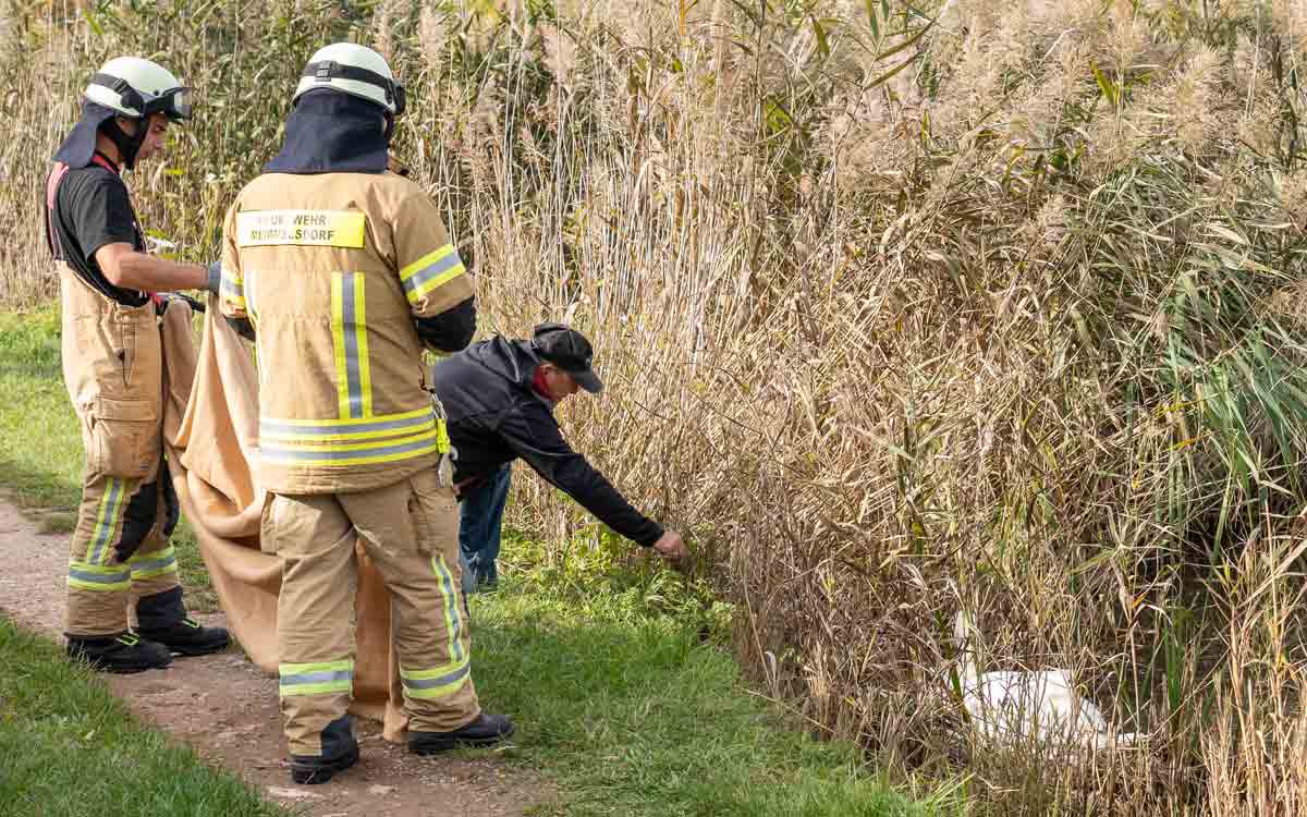 Der "Schwanenflüsterer" lockt den verletzten Schwan ans sichere Ufer. Foto: News5 / Merzbach