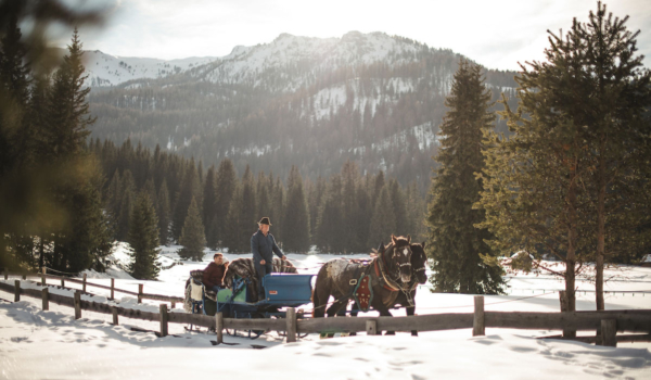 Schlittenfahrt mit Noriker Pferden im Armentarola-Gebiet @ Armin Terzer