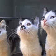 Drei der Acht Kitten, die am Wochenende im Tierheim angekommen sind. Foto: Tierheim Bayreuth