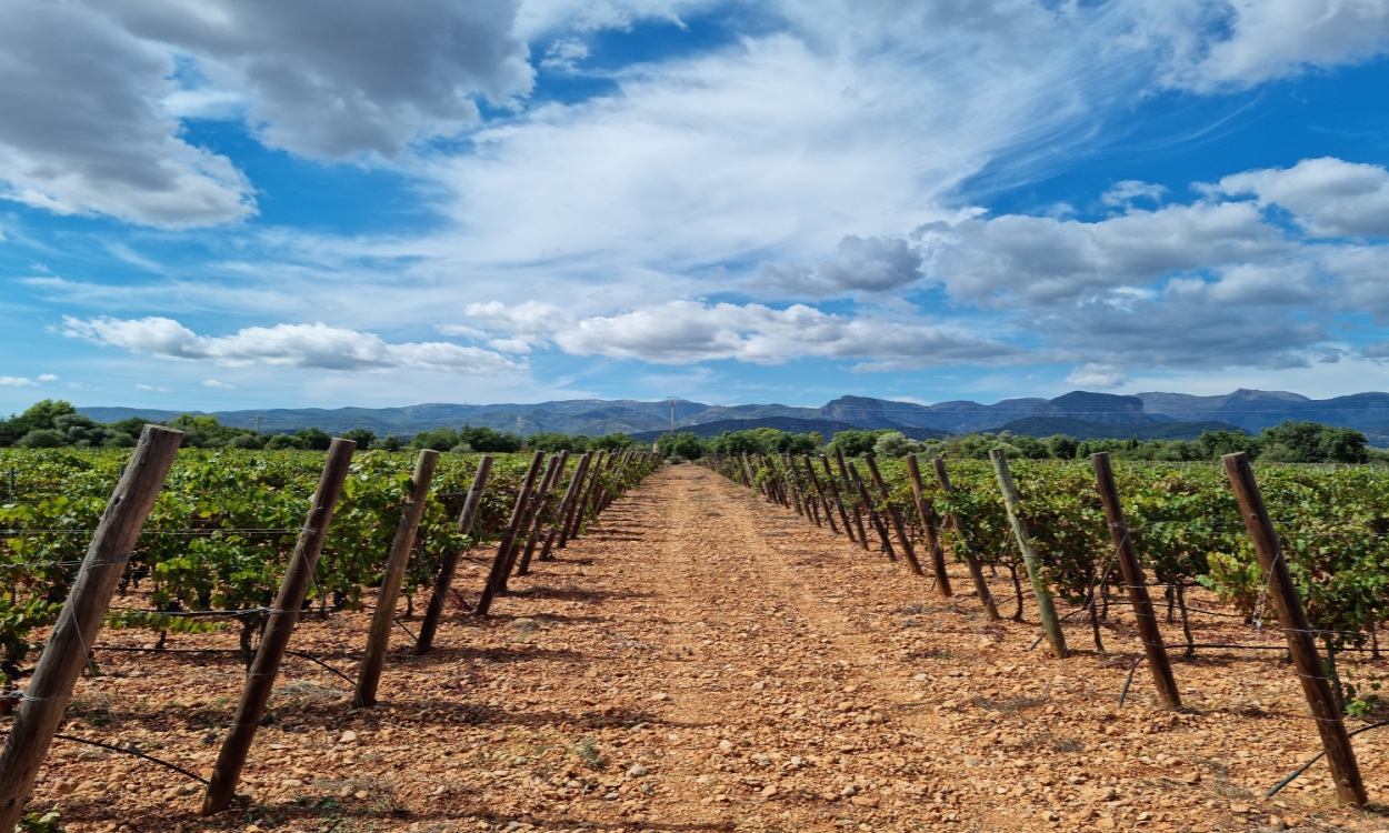 Die Weinlandschaften in Mallorca, wo die Vino de la Isla Weine herkommen, werden die Trauben von Hand geerntet und die Weine im Einklang mit der Natur bewirtschaftet. Copyright: Resident Agroinvest SL