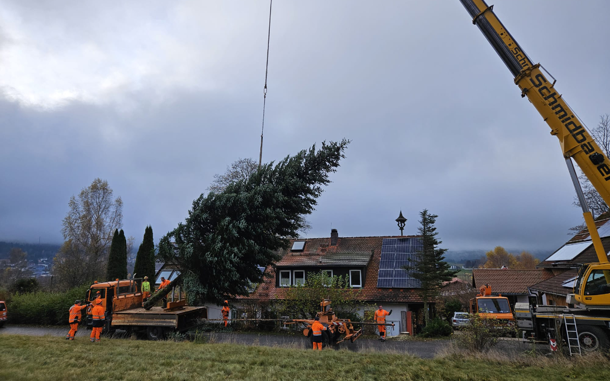 Die Arbeiter des Bayreuther Bauhofs verladen den künftigen Weihnachtsbaum am Freitagvormittag in Bischofsgrün. Foto: Jennifer Burgmayr