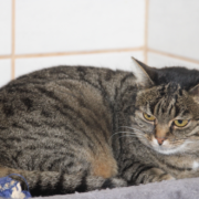 Die Katze Ursula im Tierheim Bayreuth sucht ein neues Zuhause. Foto: Tierheim Bayreuth