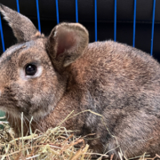 Das Kaninchen Gerd lebt aktuell im Bayreuther Tierheim, sucht aber ein neues Zuhause. Foto: Tierheim Bayreuth