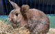 Das Kaninchen Gerd lebt aktuell im Bayreuther Tierheim, sucht aber ein neues Zuhause. Foto: Tierheim Bayreuth
