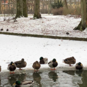 Die DLRG warnt vor dem Betreten von zugefrorenen Gewässern, wie hier im Bayreuther Hofgarten. Foto: Johannes Pittroff