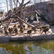 DIe Gruppe der Guinea-Paviane im Tiergarten Nürnberg ist zu groß - bleibt die einzige Möglichkeit, einzelne Tiere zu töten? Foto: Tiergarten Nürnberg / Dr. Dag Encke