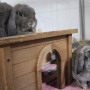 Die beiden Kaninchen Mulo und Mora. Foto: Tierheim Bayreuth