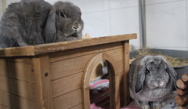 Die beiden Kaninchen Mulo und Mora. Foto: Tierheim Bayreuth