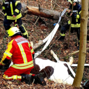 Die FFW Stadtsteinach musste ein gestürztes Pferd aus einem Graben bergen. Foto: Facebook / Freiwillige Feuerwehr Stadtsteinach