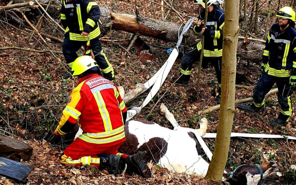 Die FFW Stadtsteinach musste ein gestürztes Pferd aus einem Graben bergen. Foto: Facebook / Freiwillige Feuerwehr Stadtsteinach