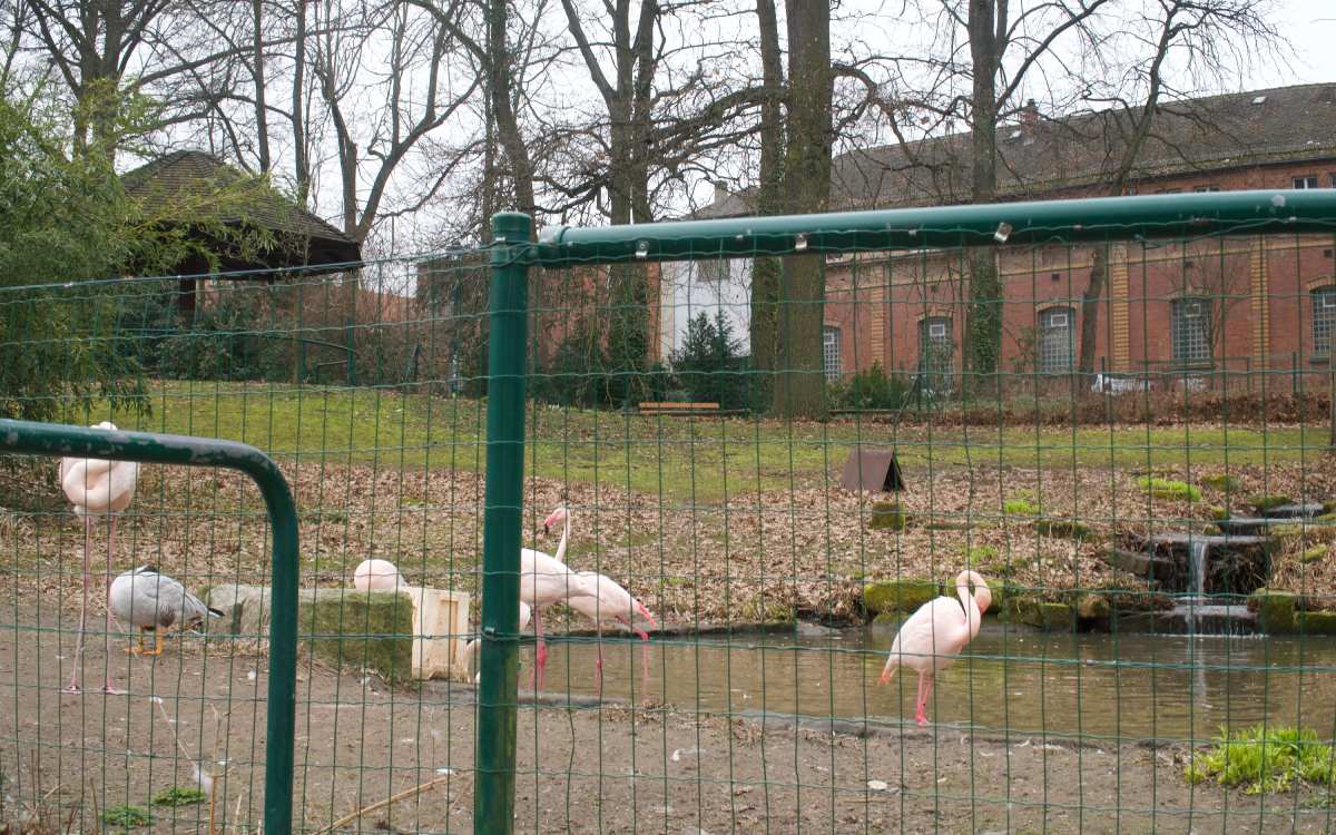 Die Flamingos im Tierpark Röhrensee. Foto: bt-Redaktion