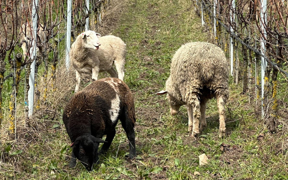 Für das ökologische Gleichgewicht im Weinberg sorgen hier die Schafe. ©Heitlinger Genusswelten