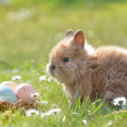 Bunte Eier und der Osterhase, woher kommen diese Traditionen? Ein Bayreuther Pfarrer klärt auf. Symbolfoto: Pixabay