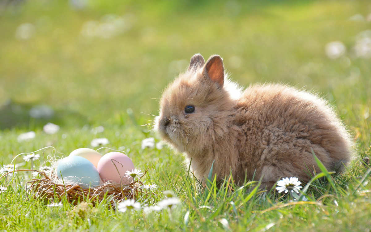 Bunte Eier und der Osterhase, woher kommen diese Traditionen? Ein Bayreuther Pfarrer klärt auf. Symbolfoto: Pixabay