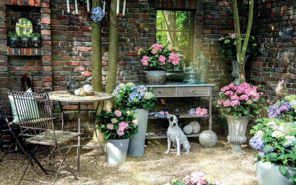 Ein echtes Must-Have für jeden Cottage-Garten Foto: zu Jeddeloh Pflanzenhandels GmbH/akz-o