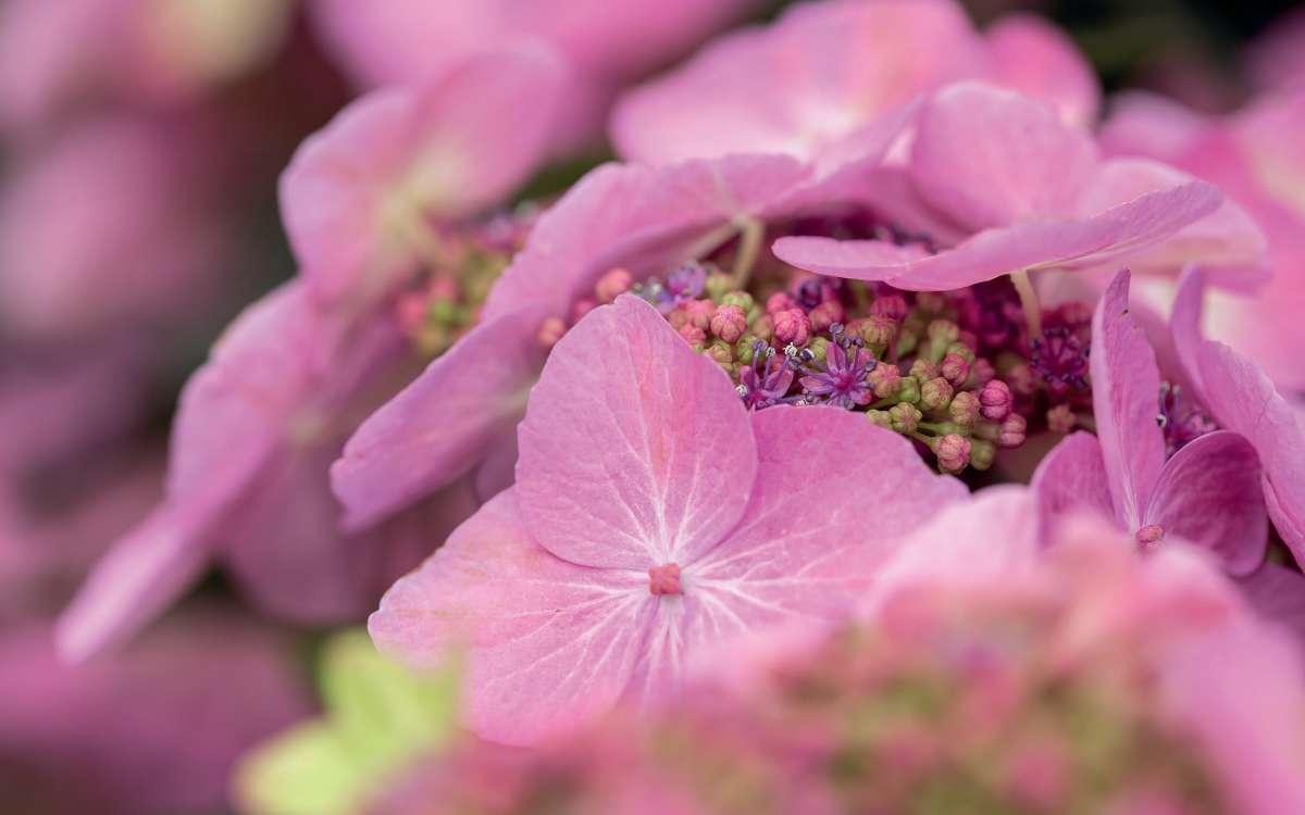 Zarte Blüten, dicht an dicht für ein wahres Blütenmeer Foto: zu Jeddeloh Pflanzenhandels GmbH/akz-o