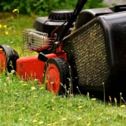 Um Insekten zu schützen wird empfohlen im Mai nicht den Rasen zu mähen. Symbolbild: Pixabay