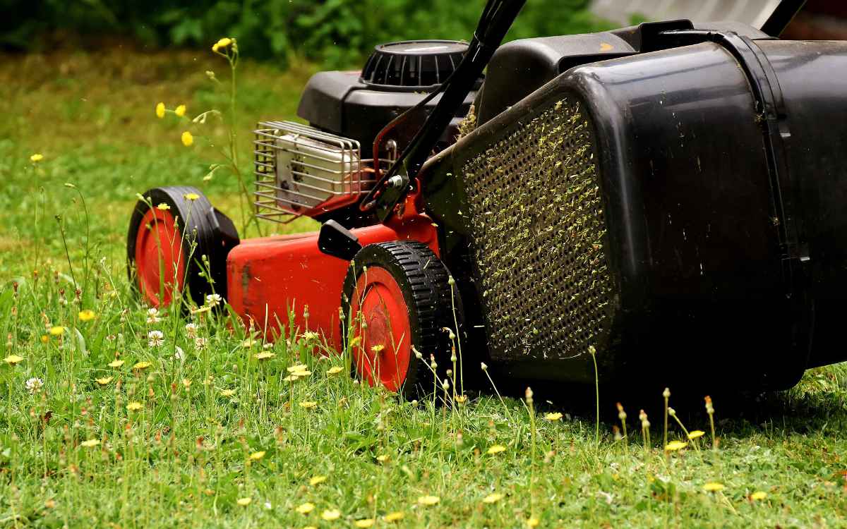 Um Insekten zu schützen wird empfohlen im Mai nicht den Rasen zu mähen. Symbolbild: Pixabay