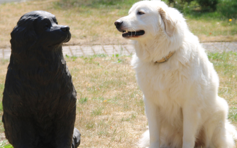 Herdenschutzhund Burli soll vermittelt werden Quelle: Tierheim Bayreuth